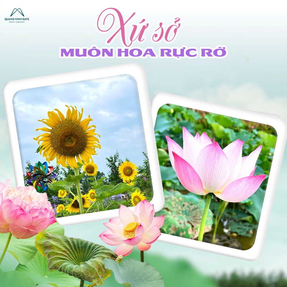 đảo tím