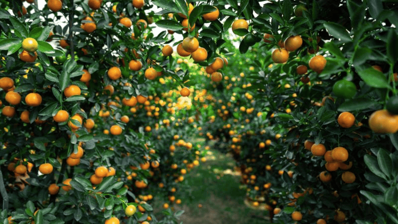 du lịch đông triều