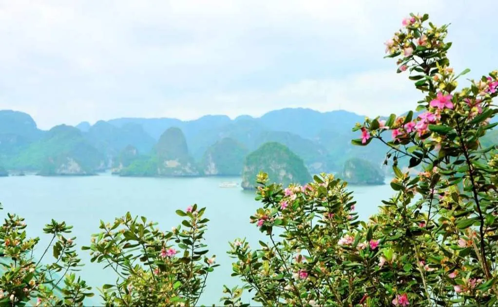 hoa sim tím đẹp trên đảo soi sim