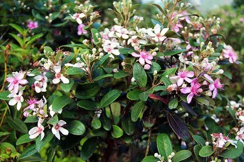 sắc hoa sim tím trên đảo